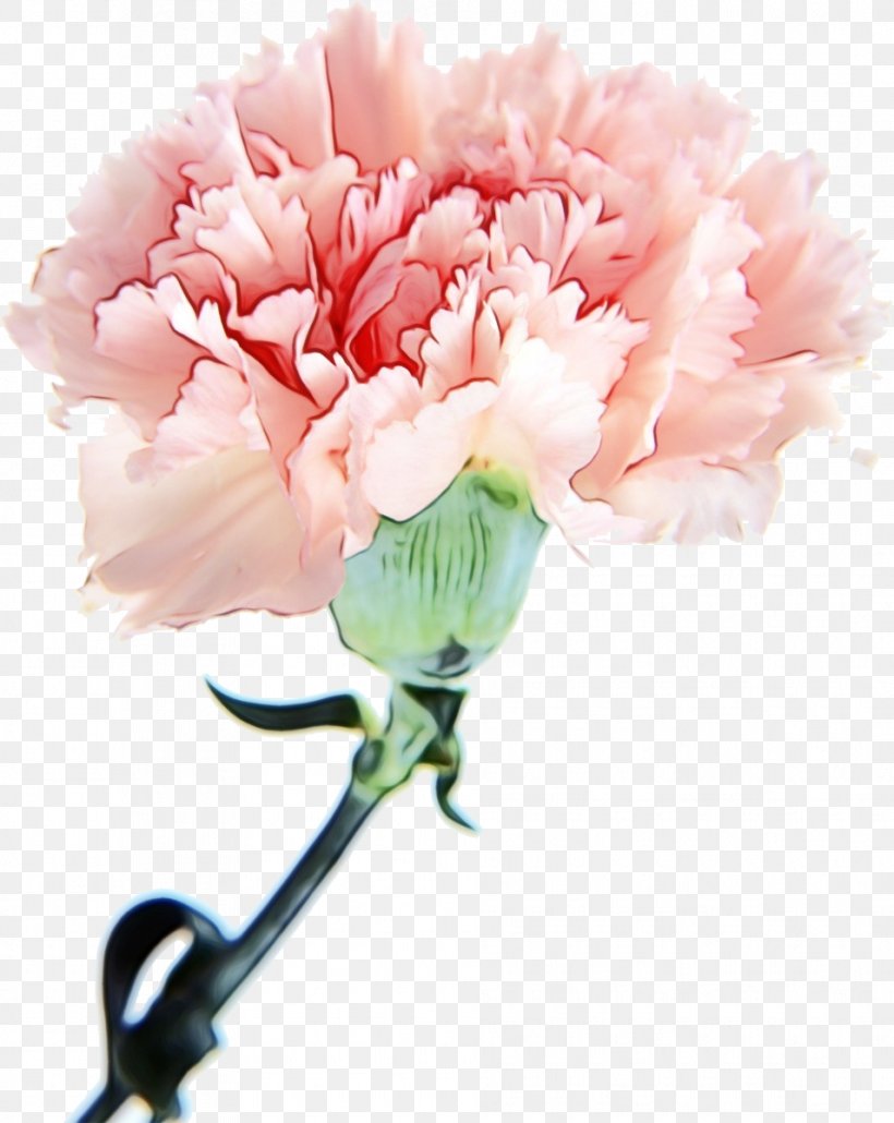 Pink Flower Cartoon, PNG, 955x1200px, Carnation, Artificial Flower, Bouquet, Cabbage Rose, Chinese Peony Download Free