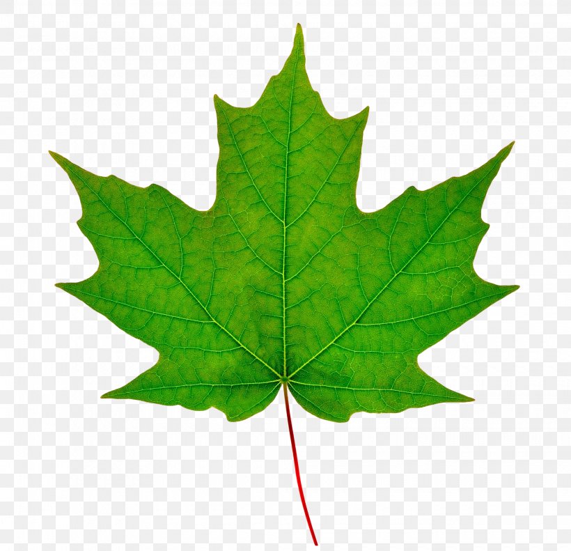 Sugar Maple Silver Maple Maple Leaf Red Maple, PNG, 2040x1969px, Sugar Maple, Aceraceae, Boxelder Maple, Leaf, Maple Download Free