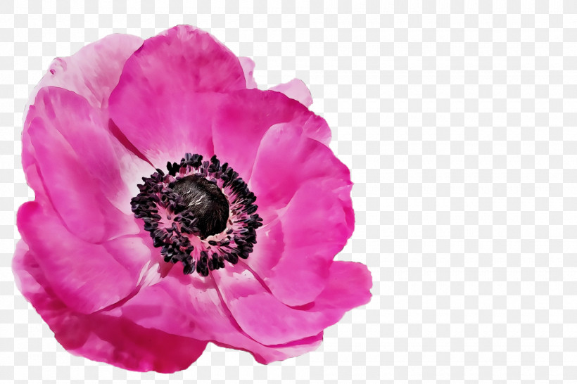 Artificial Flower, PNG, 1920x1280px, Spring Flower, Anemone, Annual Plant, Artificial Flower, Cut Flowers Download Free