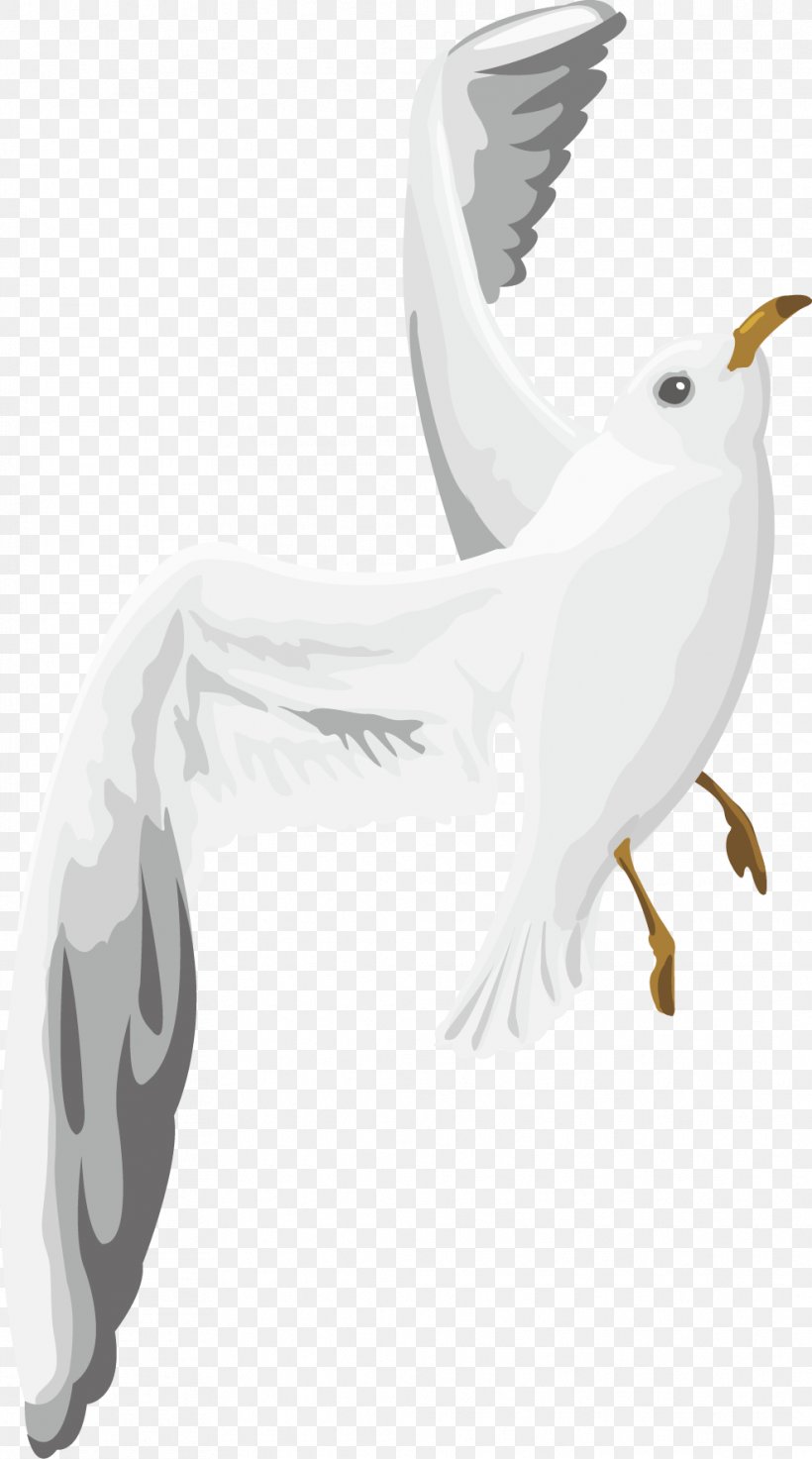 Columbidae White Wing, PNG, 988x1775px, Columbidae, Beak, Bird, Bird Of Prey, Black Download Free