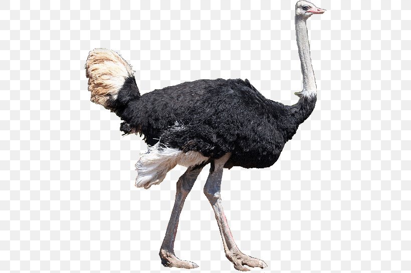 Common Ostrich Bird Emu Mallard Ratite, PNG, 545x545px, Common Ostrich, Beak, Bird, Dinosaur, Domestication Download Free