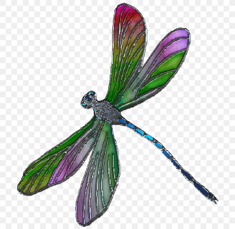 Dragonfly Butterfly Insect 2M Wing, PNG, 720x800px, Dragonfly, Butterflies And Moths, Butterfly, Dragonflies And Damseflies, Feather Download Free