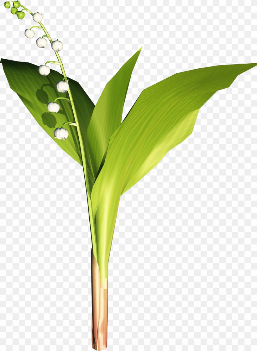 Leaf Bud Clip Art, PNG, 1284x1754px, Leaf, Bud, Coreldraw, Flower, Grass Download Free