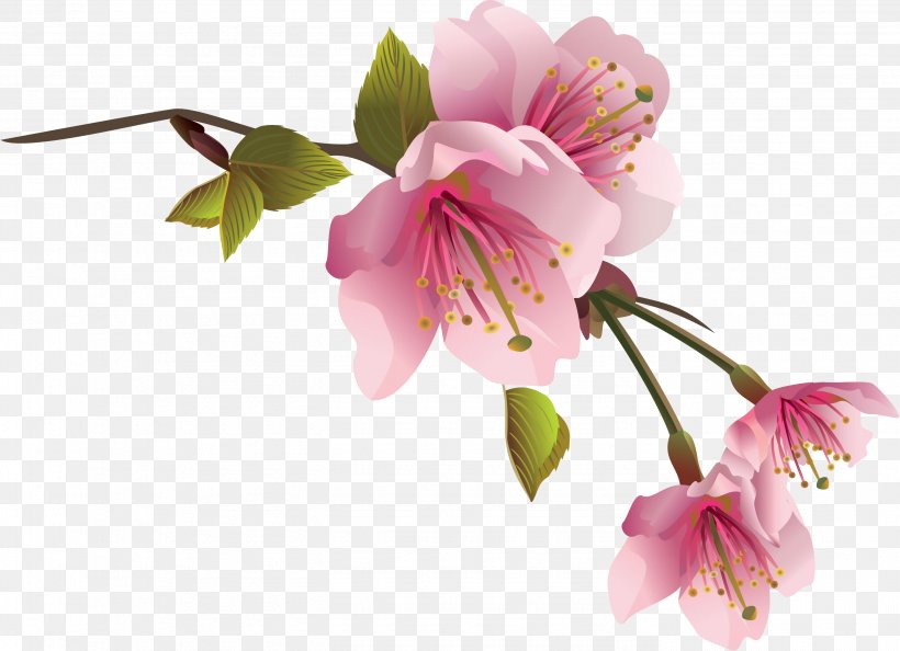 Peach, PNG, 2783x2016px, Peach, Alstroemeriaceae, Blossom, Branch, Chart Download Free