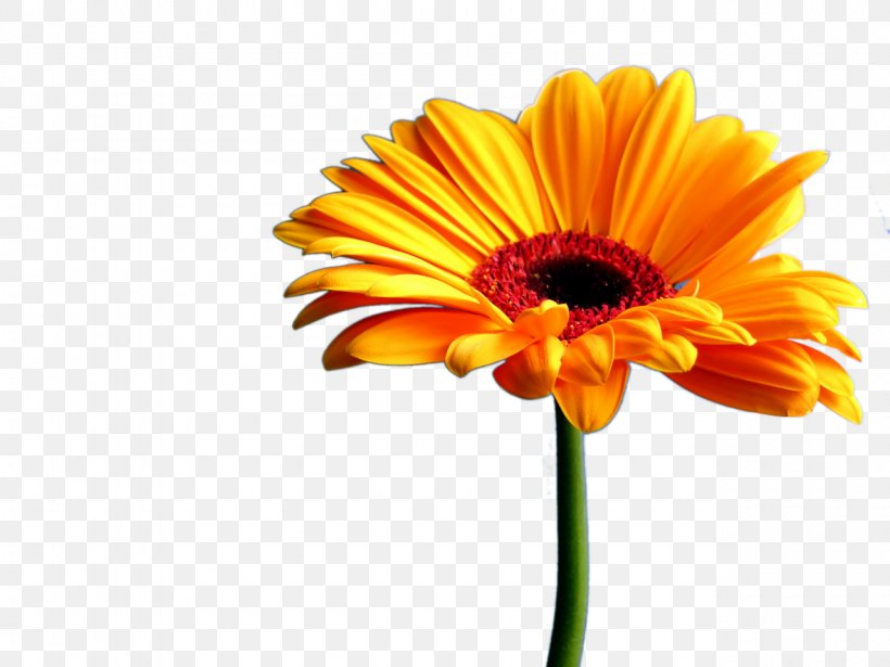 Transvaal Daisy Flower Art Clip Art, PNG, 1280x960px, Transvaal Daisy, Annual Plant, Art, Blog, Calendula Download Free