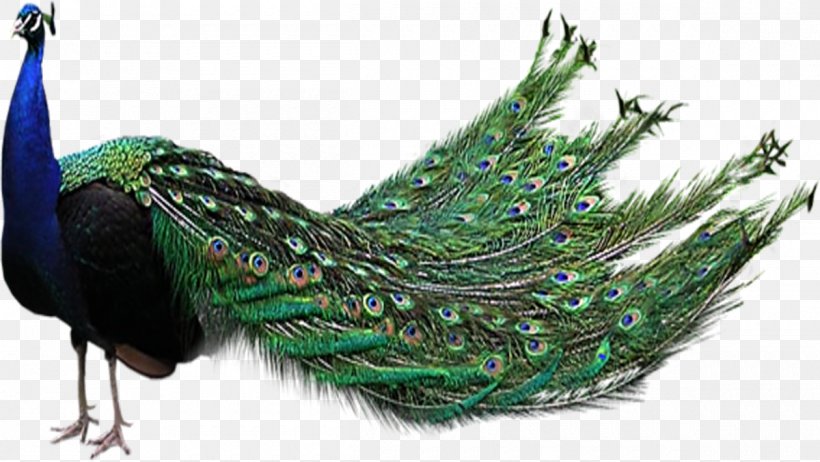 Bird Peafowl Clip Art, PNG, 1200x677px, Bird, Asiatic Peafowl, Feather, Galliformes, Peafowl Download Free
