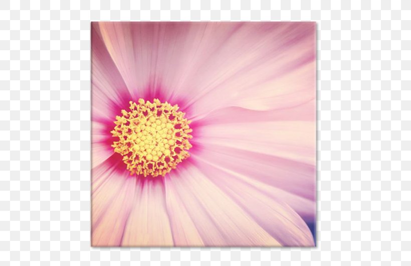 Dahlia Photography Close-up Transvaal Daisy Petal, PNG, 750x530px, Dahlia, Closeup, Daisy Family, Flower, Flowering Plant Download Free