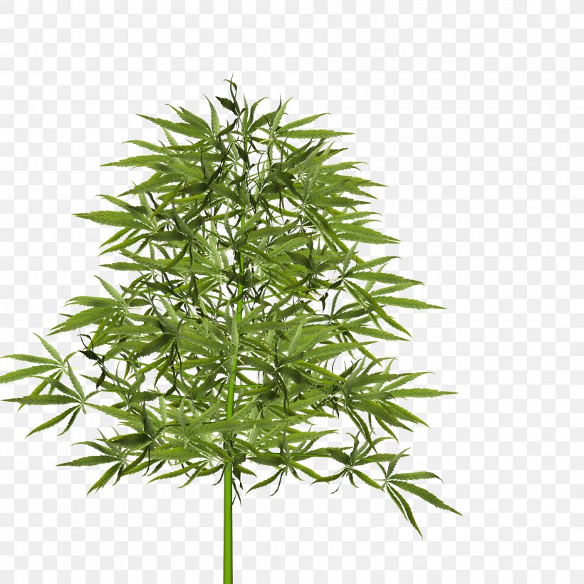 Dill Tree Plant Food Japanese Maple, PNG, 2000x2000px, Dill, Cannabis, Carrot, Daucus Carota, Food Download Free