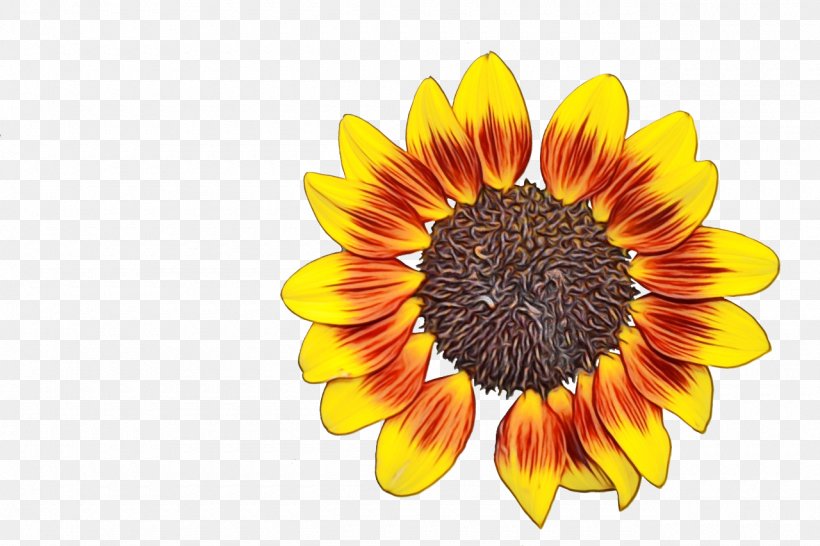 Flowers Background, PNG, 1280x853px, Common Sunflower, Agriculture, Annual Plant, Asterales, Banco De Imagens Download Free