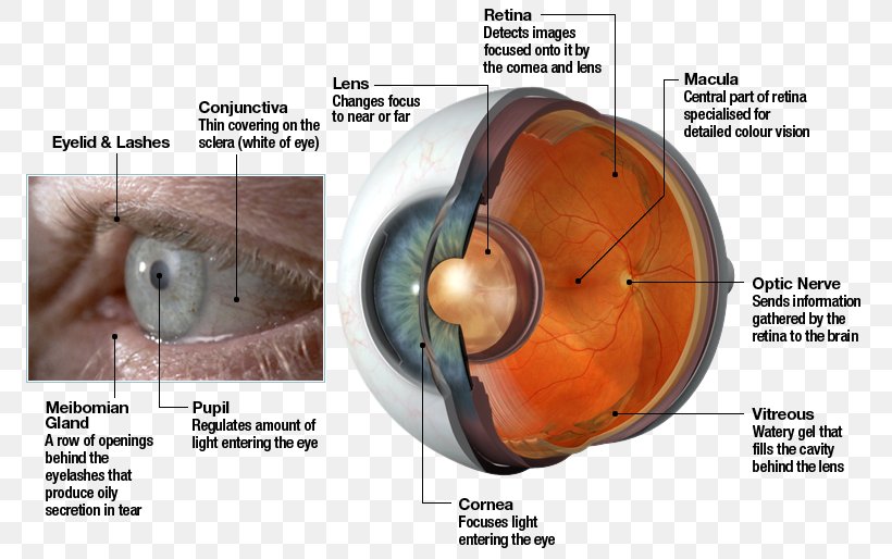 Human Eye Retina Lens Light, PNG, 783x514px, Watercolor, Cartoon, Flower, Frame, Heart Download Free