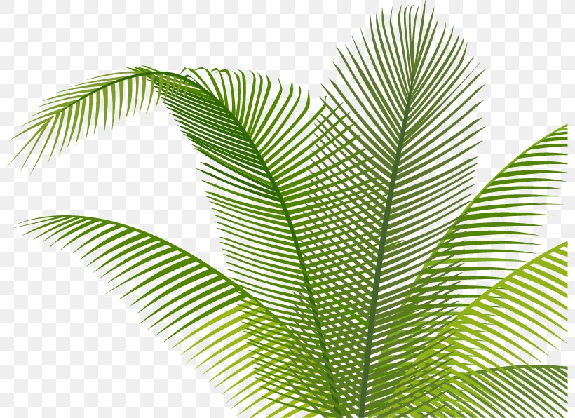 Leaf, PNG, 801x596px, Leaf, Arecales, Cycad, Jpeg Network Graphics, Palm Tree Download Free