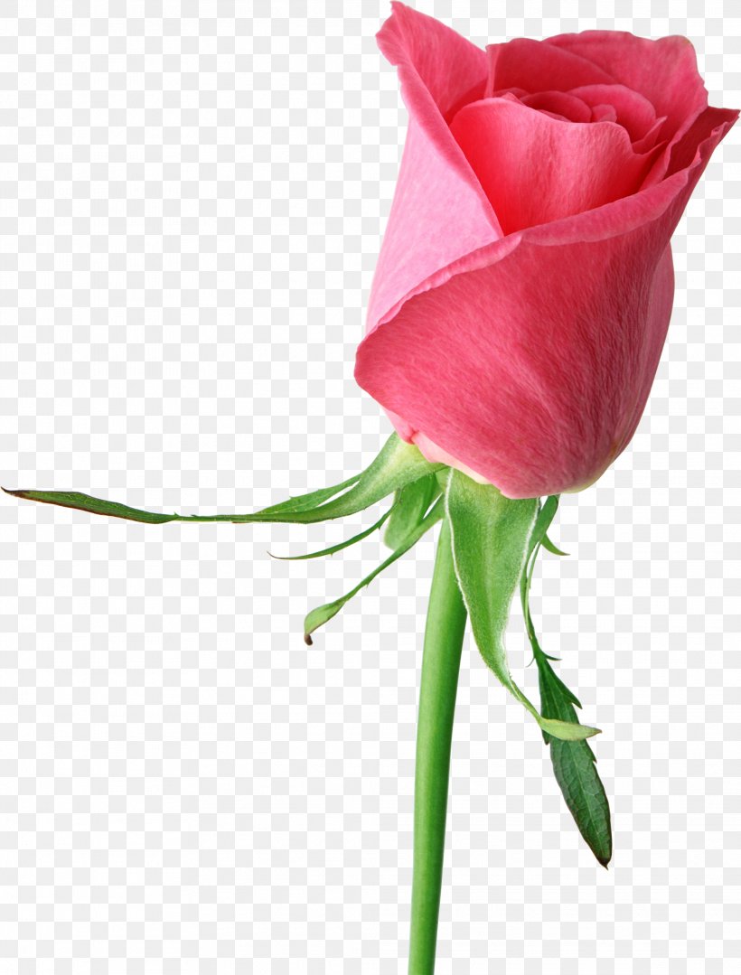 Rose Pink Flower Clip Art, PNG, 2024x2665px, Rose, Art, Bud, Cut Flowers, Floral Design Download Free