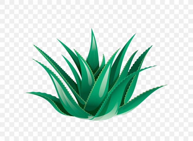 Aloe Vera Icon, PNG, 1383x1012px, Aloe Vera, Agave, Agave Azul, Aloe, Flowering Plant Download Free
