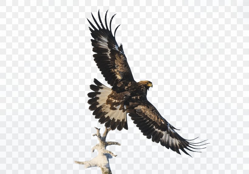 Bald Eagle Software, PNG, 1200x841px, Bald Eagle, Accipitriformes, Author, Beak, Bird Download Free