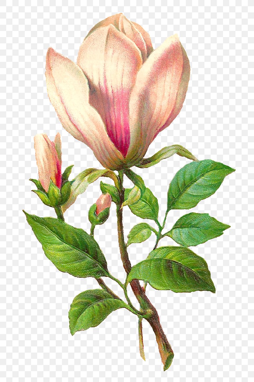 Flower Botany Botanical Illustration Clip Art, PNG, 768x1235px, Flower, Antique, Botanical Illustration, Botany, Bud Download Free