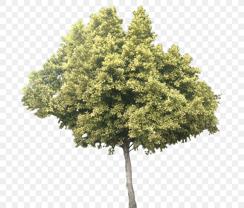 Olive Leaf Tree Ficus Microcarpa, PNG, 686x700px, Olive, Evergreen, Ficus Microcarpa, Fig Trees, Fruit Tree Download Free