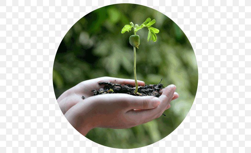 Tree Planting Tree Planting Project GreenHands Seed, PNG, 500x500px, Tree, Birth, Child, Ecology, Isha Foundation Download Free