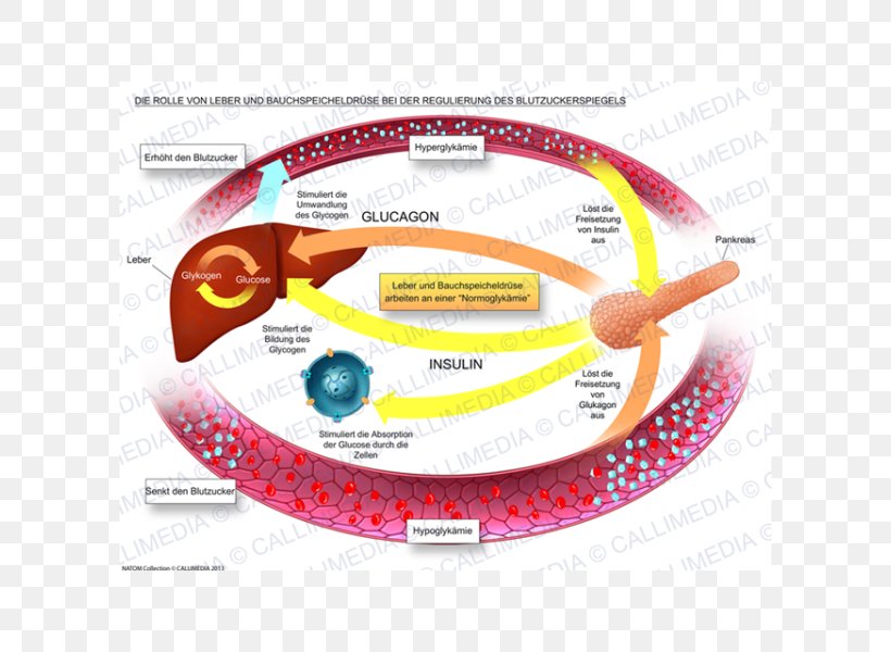 Blood Sugar Regulation Pancreas Physiology Liver, PNG, 600x600px, Blood Sugar Regulation, Anatomy, Bile Duct, Blood, Blood Sugar Download Free