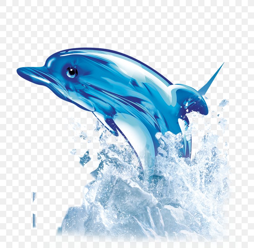 Common Bottlenose Dolphin Tucuxi Wholphin Short-beaked Common Dolphin, PNG, 800x800px, Common Bottlenose Dolphin, Beak, Dolphin, Dots Per Inch, Fauna Download Free