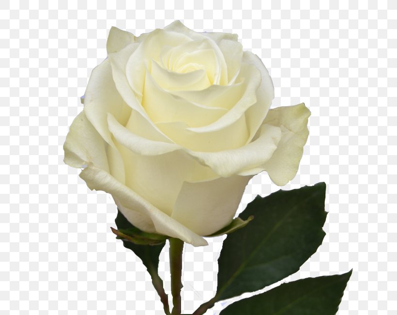 Garden Roses Cabbage Rose Floribunda Cut Flowers White, PNG, 667x650px, Garden Roses, Cabbage Rose, Color, Cut Flowers, Floribunda Download Free
