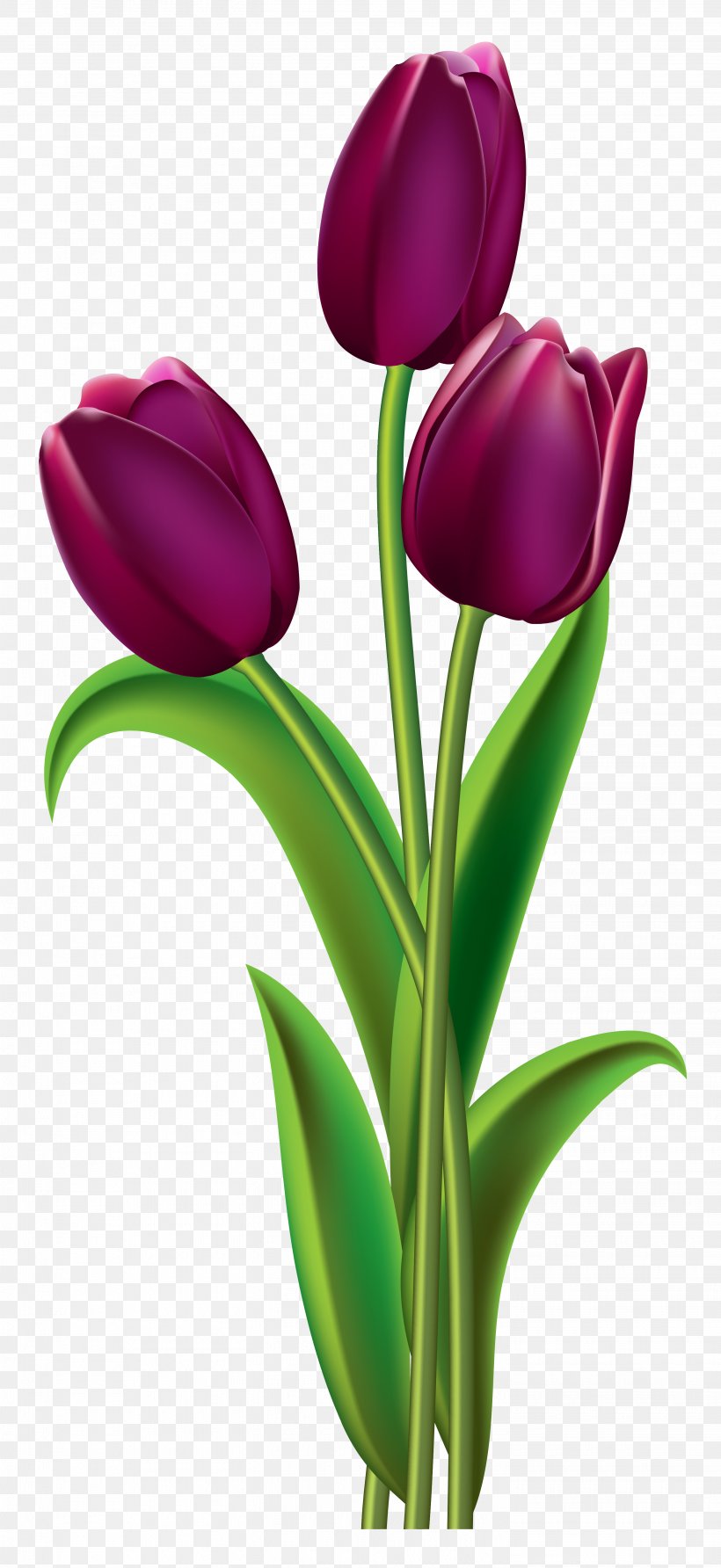Indira Gandhi Memorial Tulip Garden Red Clip Art, PNG, 2905x6323px, Indira Gandhi Memorial Tulip Garden, Bud, Cut Flowers, Floral Design, Floristry Download Free