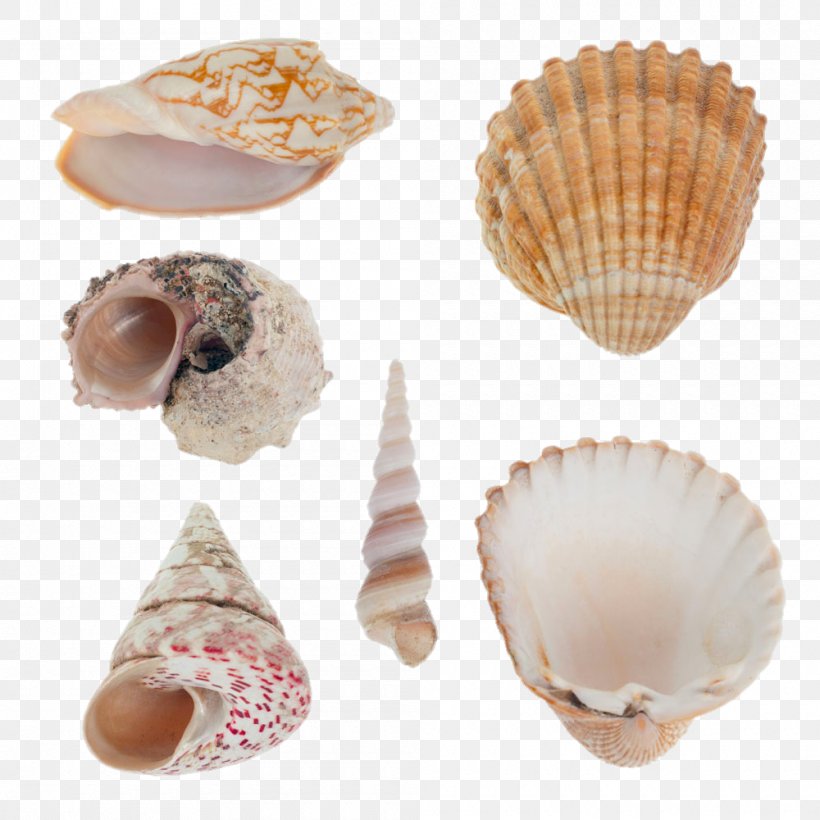 Seashell Mollusc Shell Shellfish Stock Photography Nautilidae, PNG, 1000x1000px, Seashell, Clam, Clams Oysters Mussels And Scallops, Cockle, Color Download Free