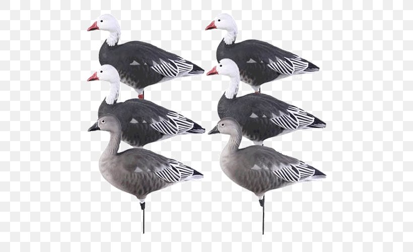 Snow Goose Duck Decoy Duck Decoy, PNG, 500x500px, Goose, Beak, Bird, Daunenjacke, Deception Download Free