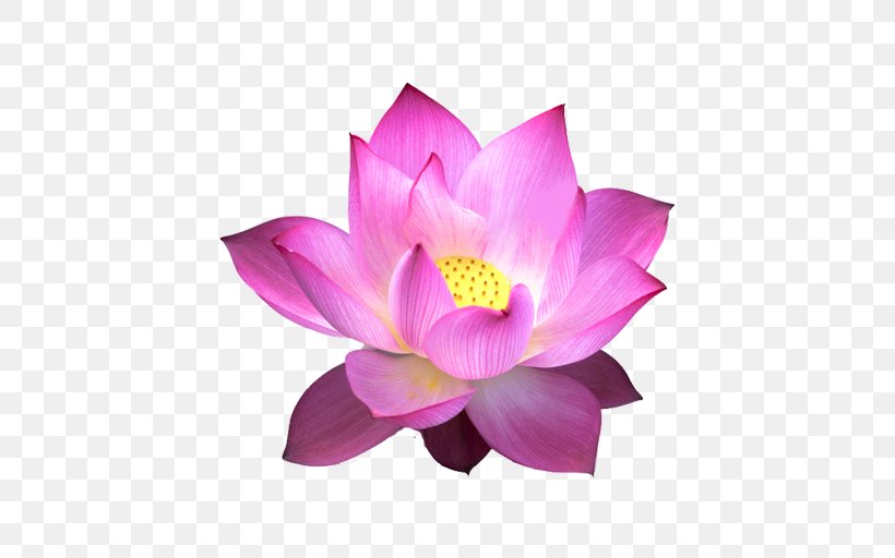 Therapy Eye Movement Desensitization And Reprocessing Mamma Shanti House & Yoga Therapeutic And Spa Massage, LLC Cracking The Nursing Interview, PNG, 512x512px, Therapy, Aquatic Plant, Crocus, Flower, Flowering Plant Download Free