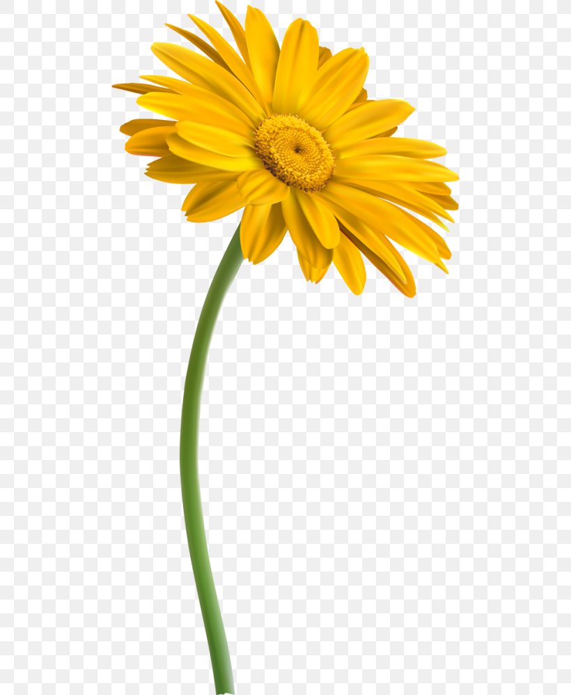 Transvaal Daisy Yellow Green Clip Art, PNG, 500x997px, Transvaal Daisy ...