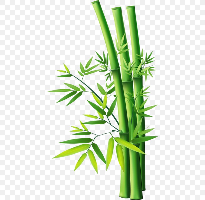 Bamboo Vector Graphics Image Clip Art, PNG, 444x800px, Bamboo, Drawing, Flowerpot, Grass, Grass Family Download Free