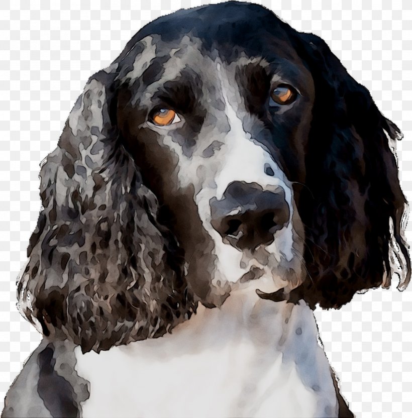 Field Spaniel English Springer Spaniel Welsh Springer Spaniel English Cocker Spaniel Russian Spaniel, PNG, 1088x1104px, Field Spaniel, Breed, Canidae, Carnivore, Cocker Spaniel Download Free