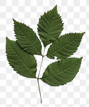 Woody Plant Flowering Plant - Leaf Plant Slippery Elm Sweet Birch Flower PNG