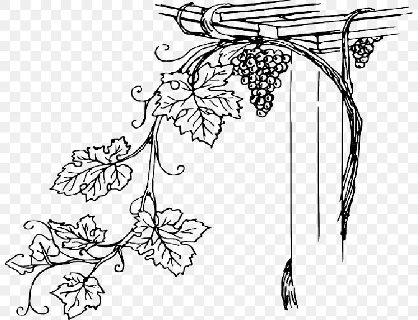 Common Grape Vine Wine Concord Grape Decal, PNG, 800x628px, Common Grape Vine, Blackandwhite, Botany, Branch, Coloring Book Download Free