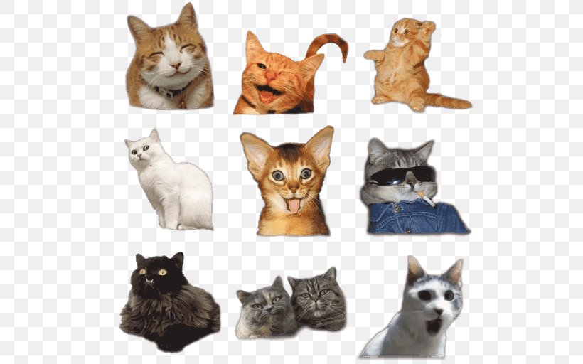 Kitten Domestic Short-haired Cat Whiskers Shiba Inu, PNG, 512x512px, Kitten, Animal, Asian, Carnivoran, Cat Download Free