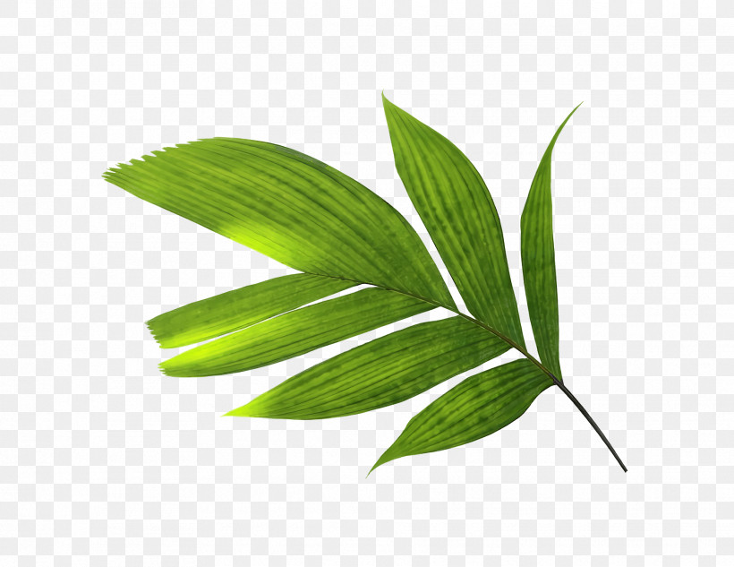 Leaf Plant Stem Grasses Plants Science, PNG, 1864x1440px, Leaf, Biology, Grasses, Plant Stem, Plant Structure Download Free