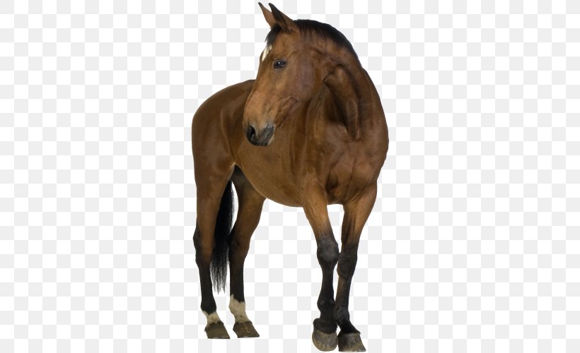 Foal Belgian Horse Friesian Horse Shire Horse Arabian Horse, PNG, 500x500px, Foal, Arabian Horse, Belgian Horse, Black, Bridle Download Free