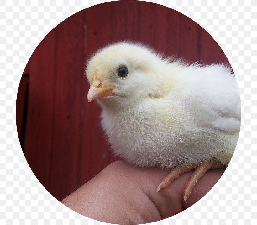 Wyandotte Chicken Breed Kifaranga Labor Hønseraser, PNG, 720x720px, Wyandotte Chicken, Animal, Beak, Bird, Breed Download Free
