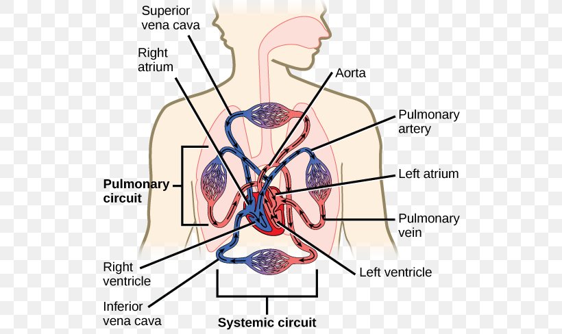 Circulatory System Blood Vessel Gas Exchange Respiratory System, PNG, 532x488px, Watercolor, Cartoon, Flower, Frame, Heart Download Free