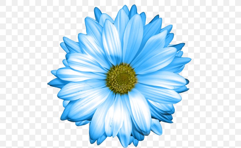 Common Daisy Oxeye Daisy Blue Marguerite Daisy Daisy Family, PNG, 500x505px, Common Daisy, Annual Plant, Aster, Blue, Chamaemelum Nobile Download Free
