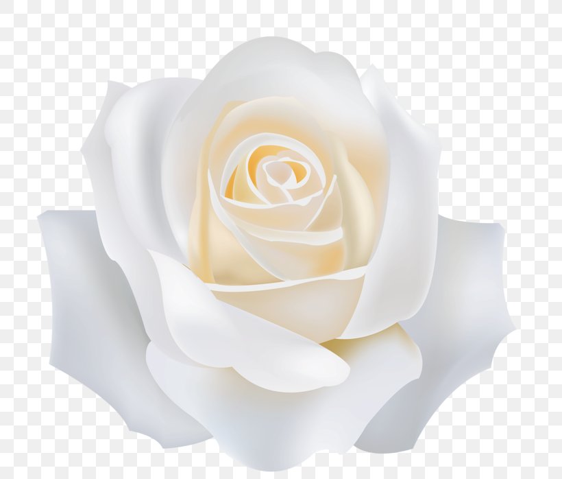Garden Roses White, PNG, 800x698px, Garden Roses, Cut Flowers, Flower, Flowering Plant, Peach Download Free