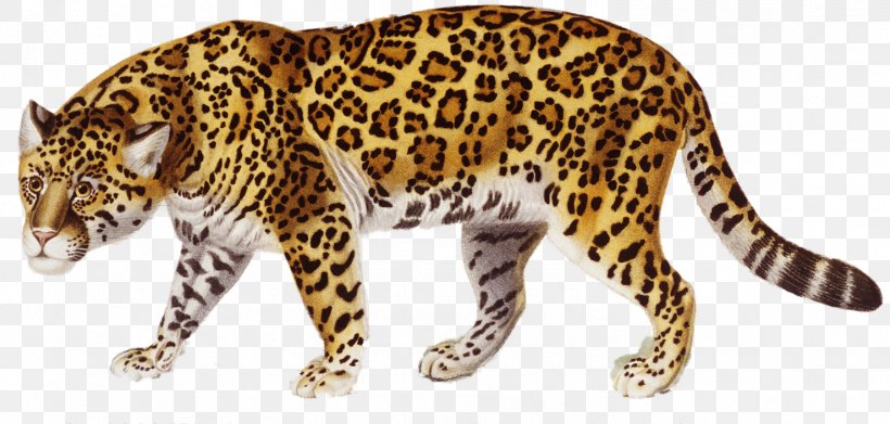 Jaguar Clip Art, PNG, 1478x706px, Jaguar, Animal Figure, Big Cats, Carnivoran, Cat Like Mammal Download Free