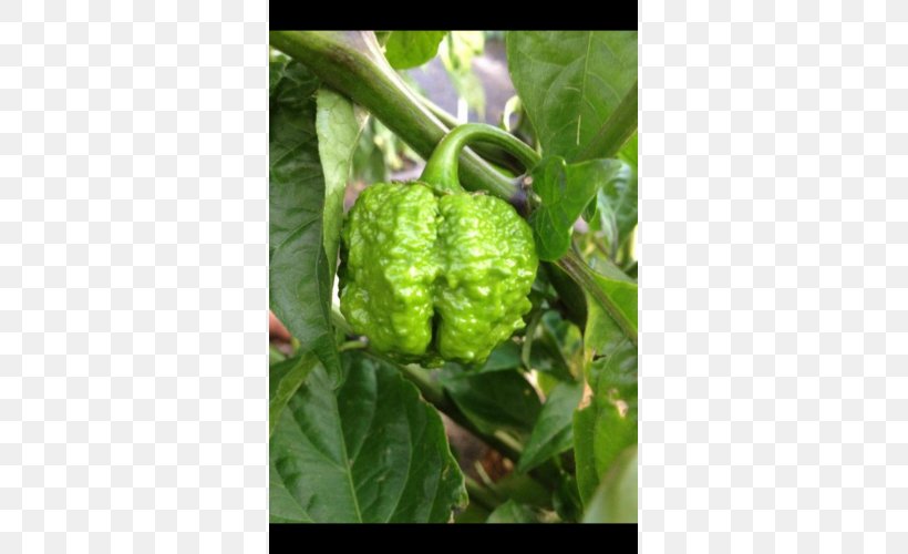 Mulberry Morinda, Inc. Peppers, PNG, 500x500px, Mulberry, Fruit, Morinda, Peppers, Plant Download Free