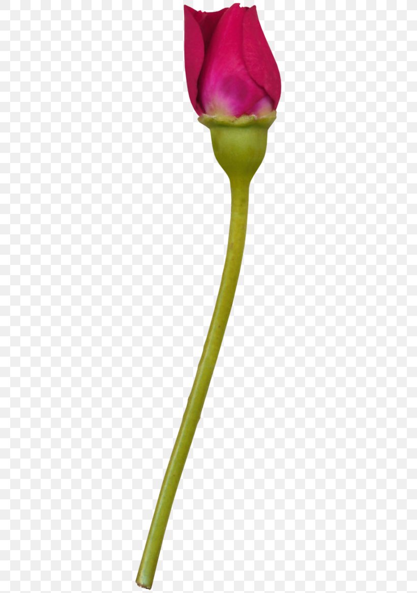 Rose Garden Tulip Cut Flowers, PNG, 300x1164px, Rose, Cut Flowers, Data Encryption Standard, Flower, Flowering Plant Download Free