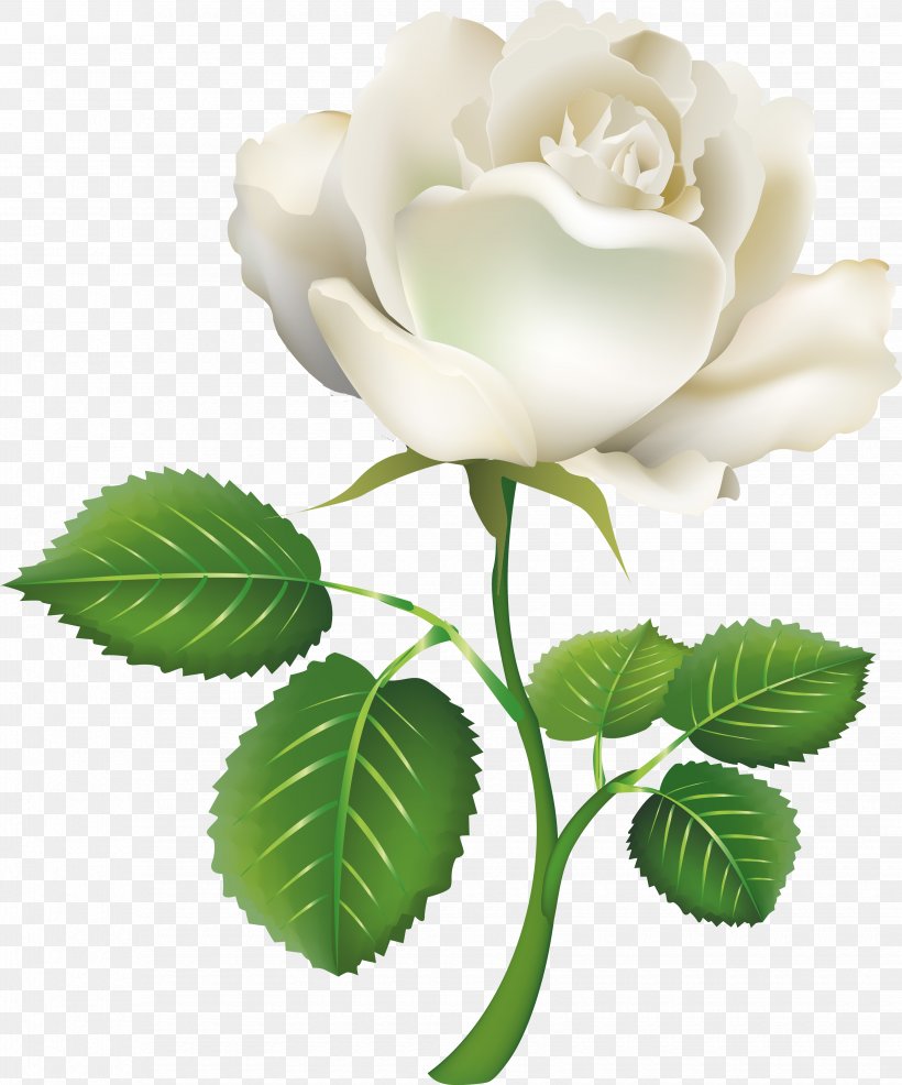 Rose White Clip Art, PNG, 3300x3971px, Rose, Color, Cut Flowers, Flower, Flowering Plant Download Free