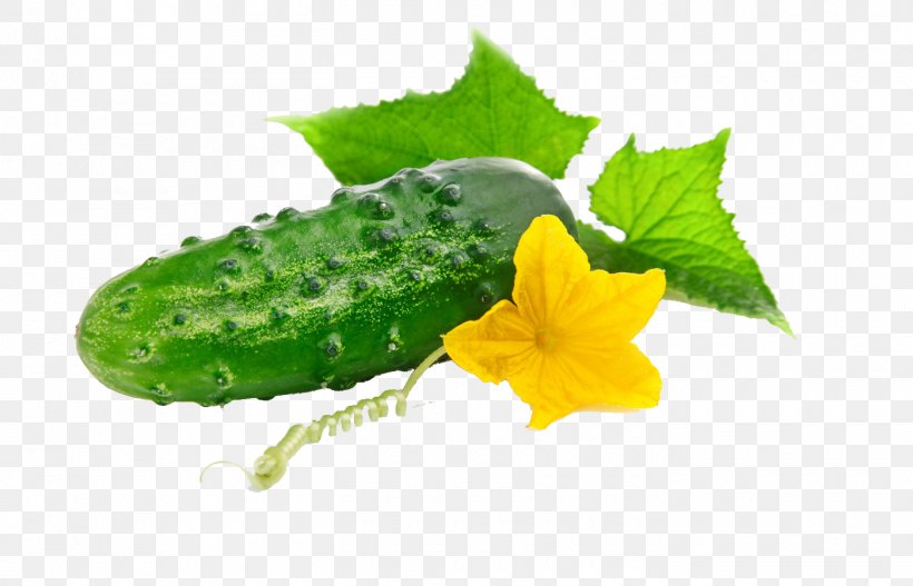 Cucumber Vegetable Seed Red Leaf Lettuce Herb, PNG, 1400x901px, Cucumber, Brine, Carrot, Cucumber Gourd And Melon Family, Cucumis Download Free