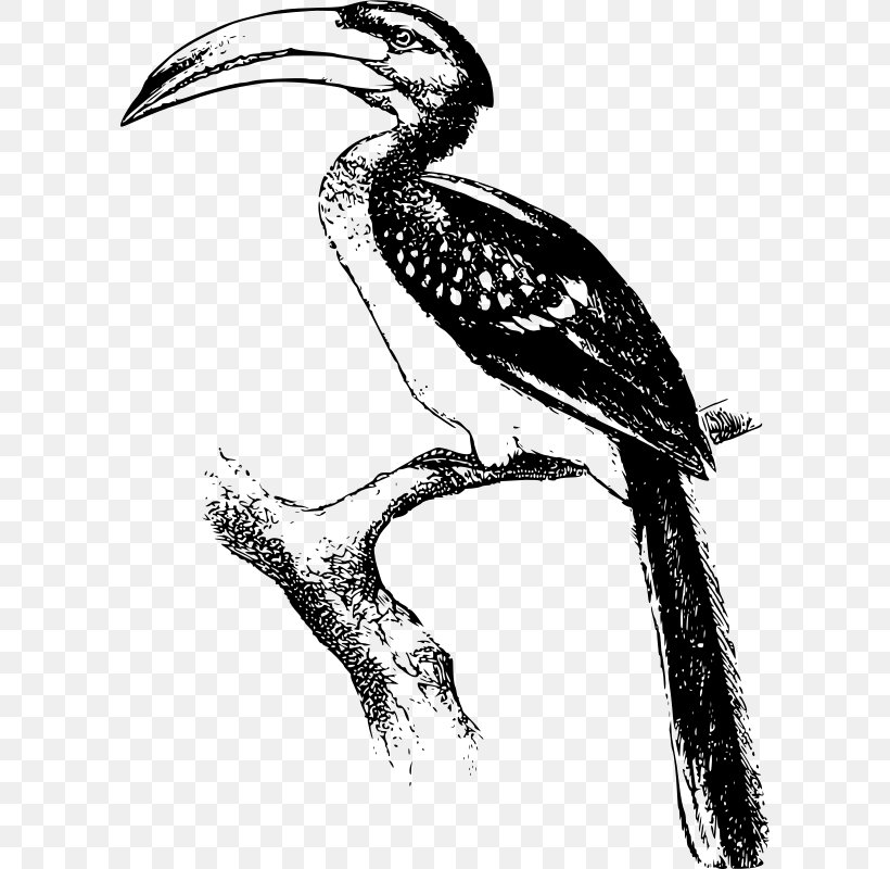 Hornbill Clip Art, PNG, 598x800px, Hornbill, African Grey Hornbill, Animal, Beak, Bird Download Free