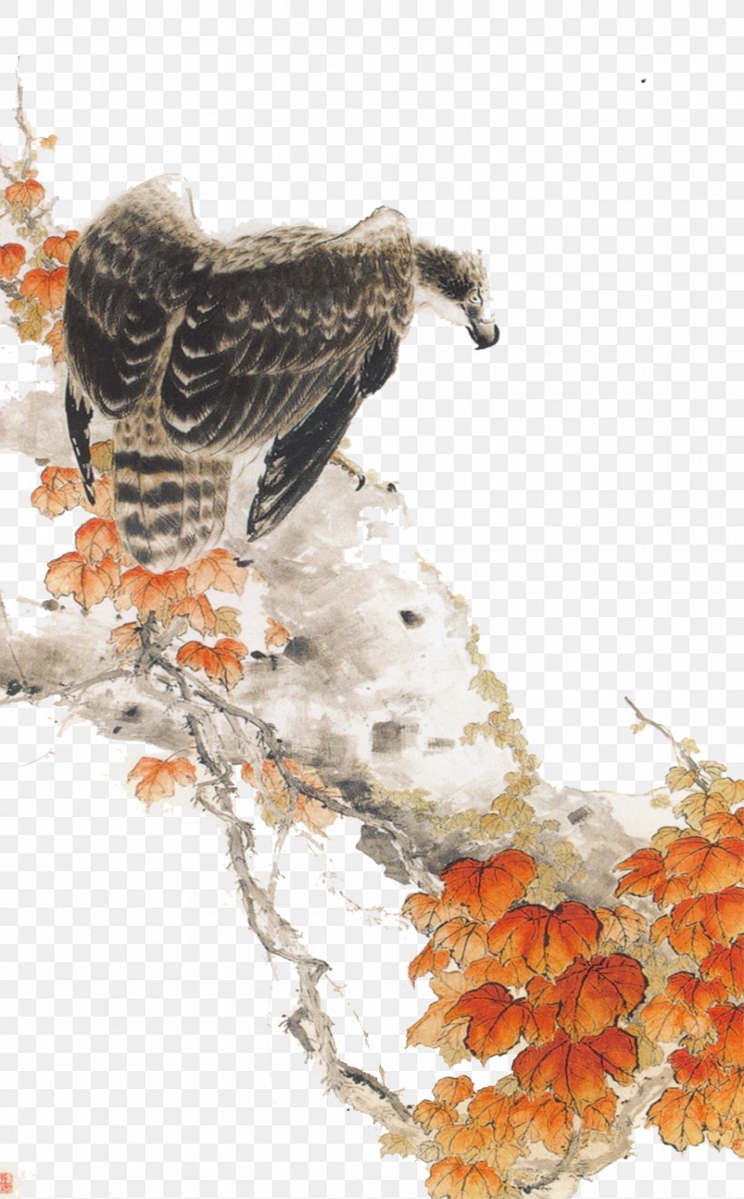Mountain Hawk-eagle Bird Mountain Hawk-eagle, PNG, 879x1417px, Hawk, Beak, Bird, Bird Of Prey, Black Eagle Download Free
