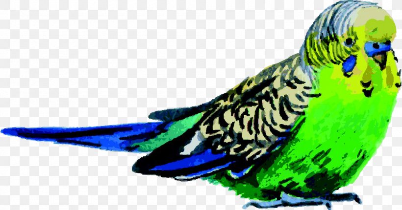 Budgerigar Bird Parrot Watercolor Painting, PNG, 1000x525px, Budgerigar, Art, Beak, Bird, Cartoon Download Free
