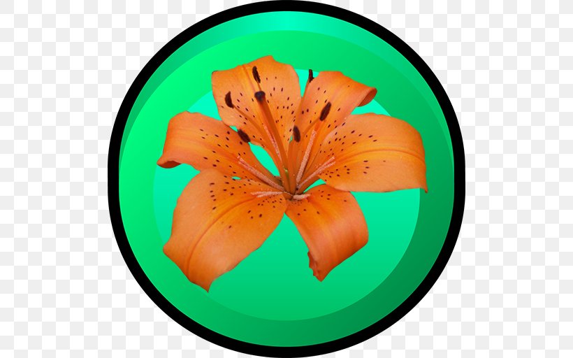 Flower, PNG, 512x512px, Flower, Flowering Plant, Orange Download Free