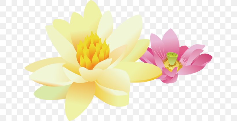 Nelumbo Nucifera Yellow Clip Art, PNG, 650x421px, Nelumbo Nucifera, Aquatic Plant, Drawing, Flora, Flower Download Free